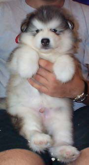 Ashbury & puppies