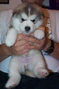 Puppies
