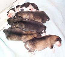 puppies at 2 days