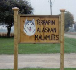Terrapin Alaskan Malamutes