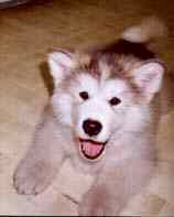 young puppy